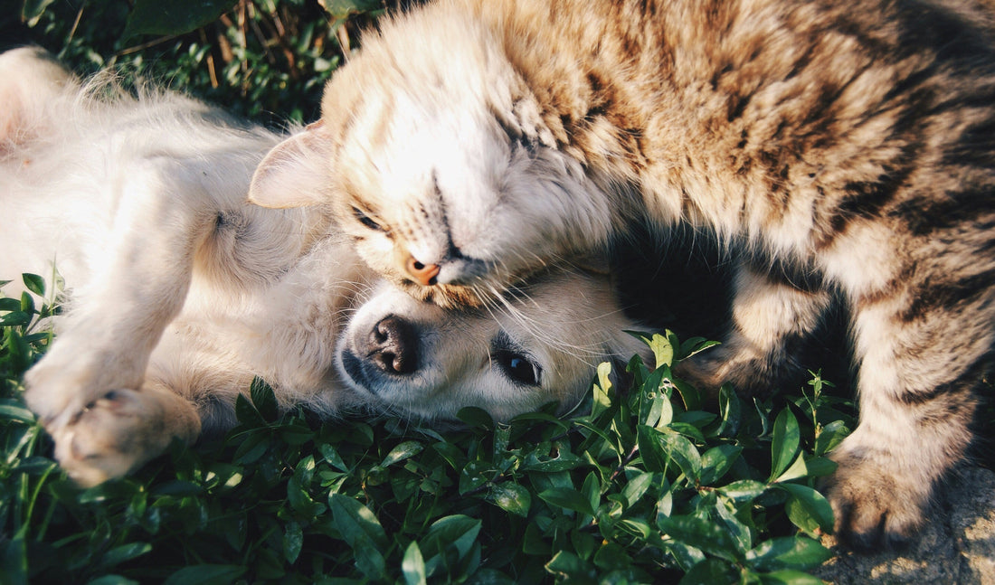 Dogs vs. Cats: What Every Pet Parent Should Know Before Choosing Their Next Companion