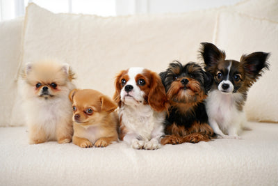 Dogs