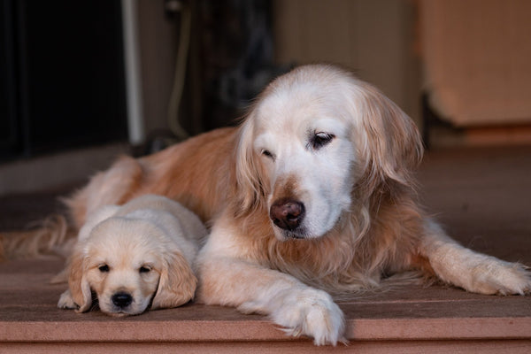 Dogs