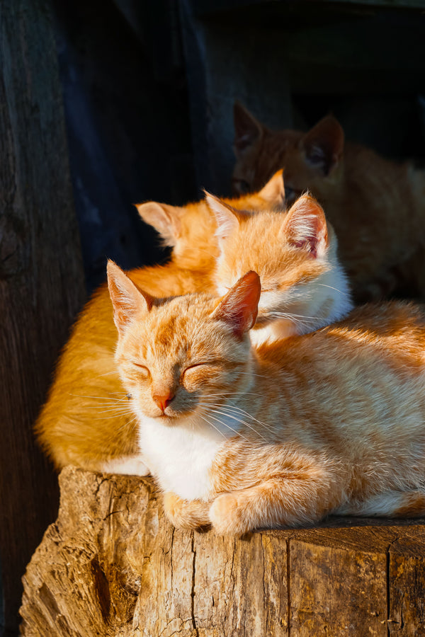 Cats